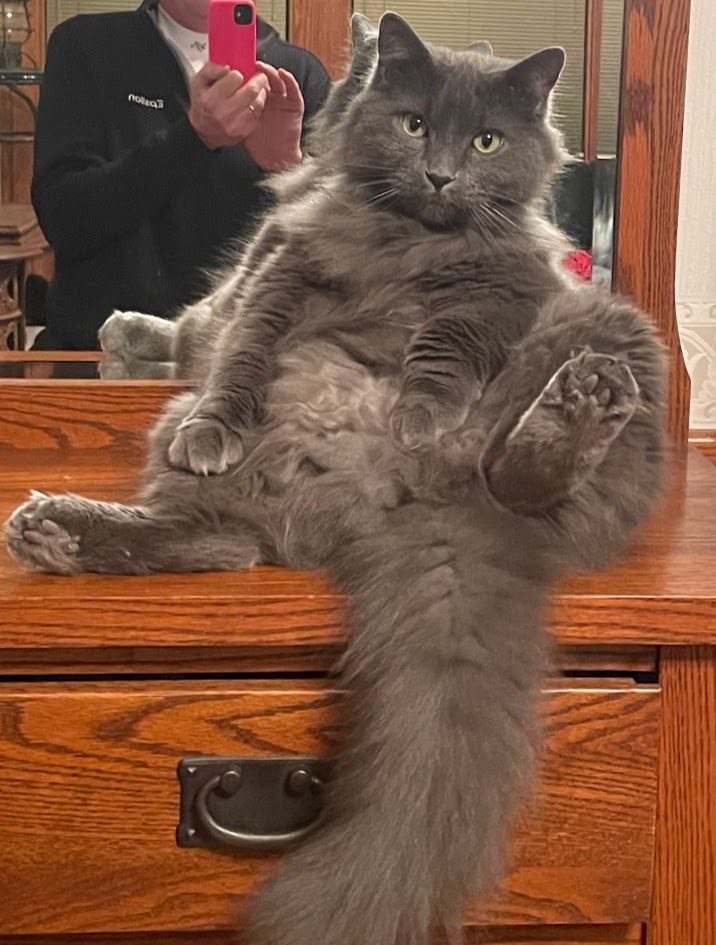 Laszlo, lost cat, Russian Blue