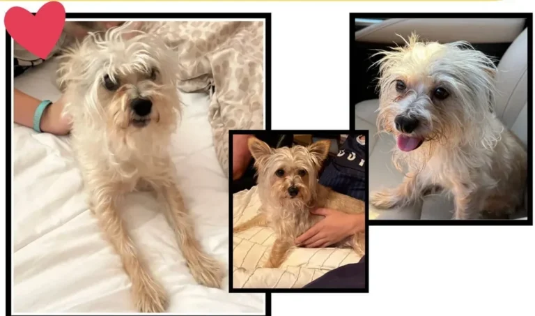 Luna, lost dog, Maltese mix