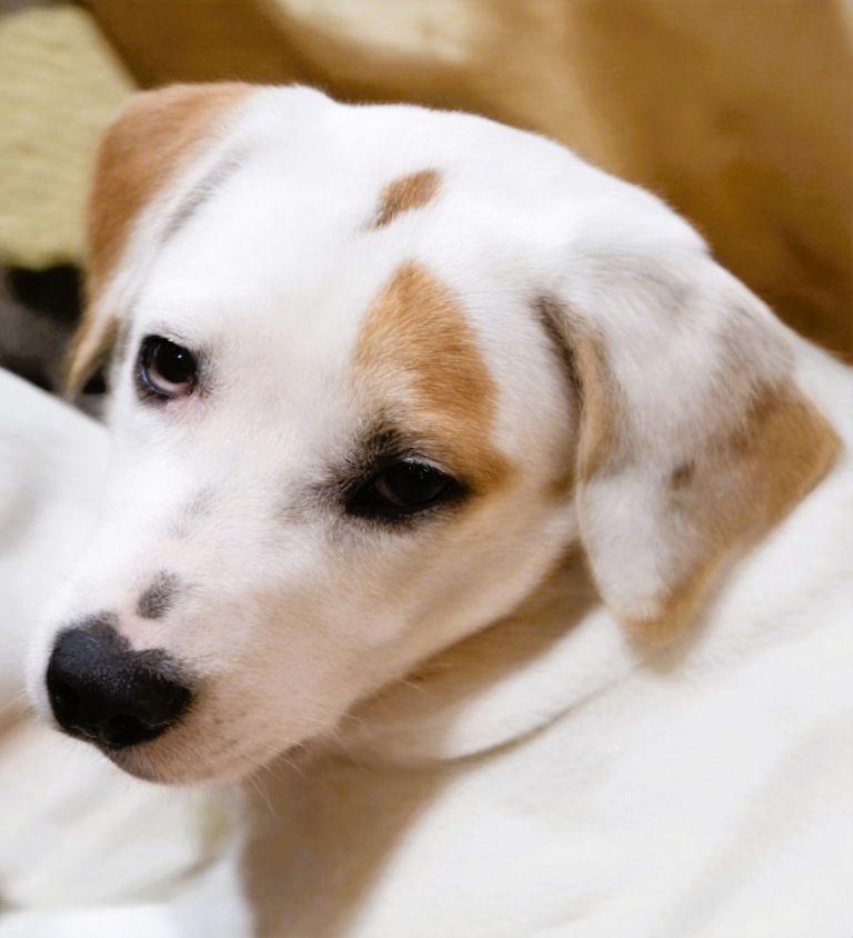 Little Foot, lost dog, Lemon Treeing Walker Coonhound