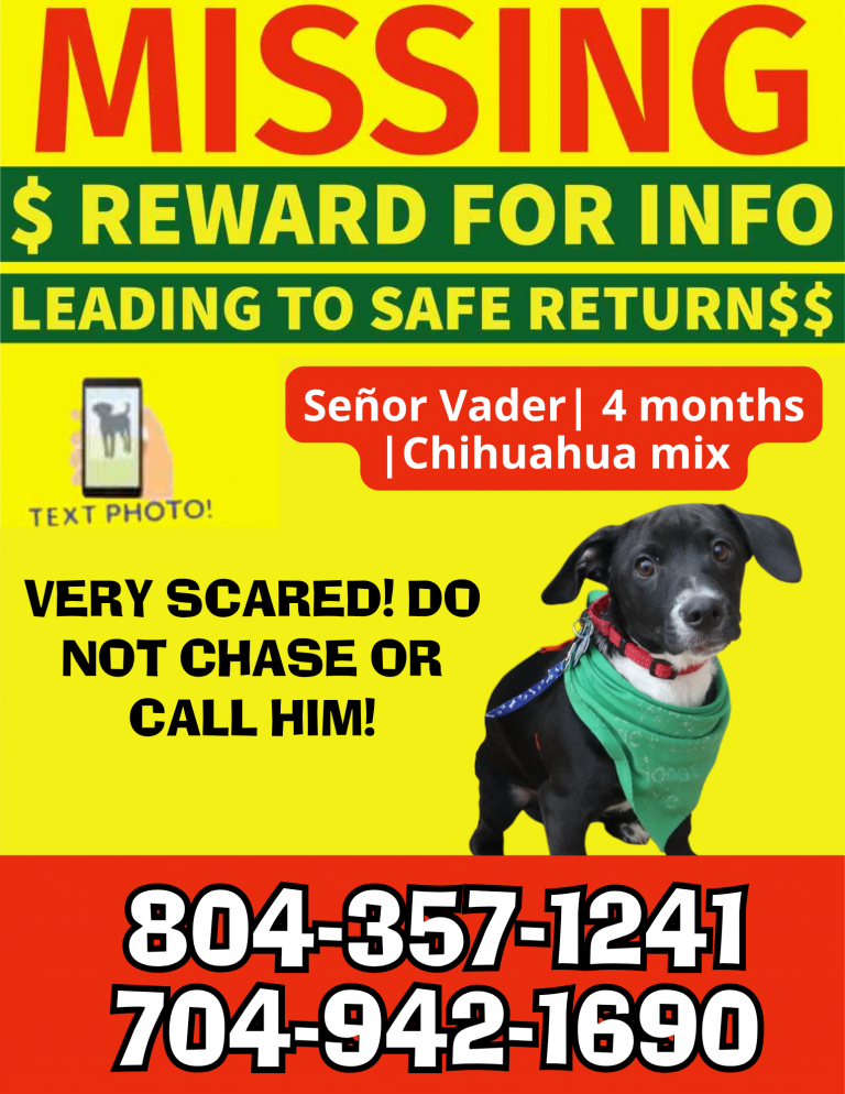 Señor Vader, lost dog, Chihuahua Mix