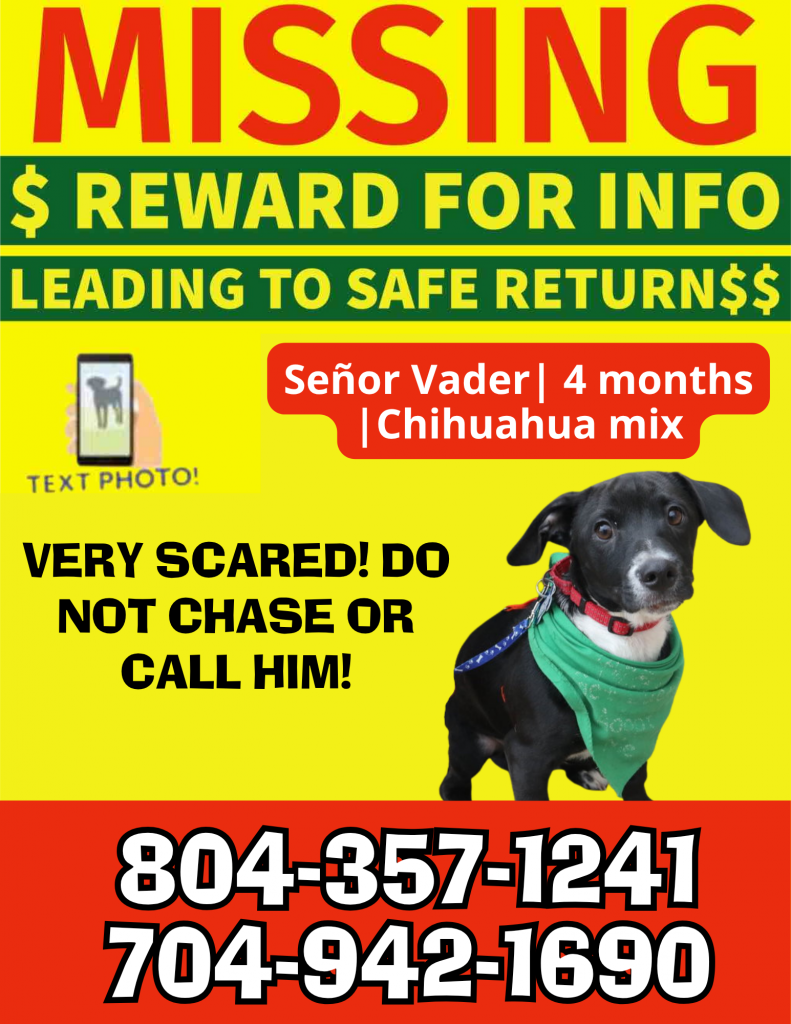Señor Vader, lost dog, Chihuahua Mix