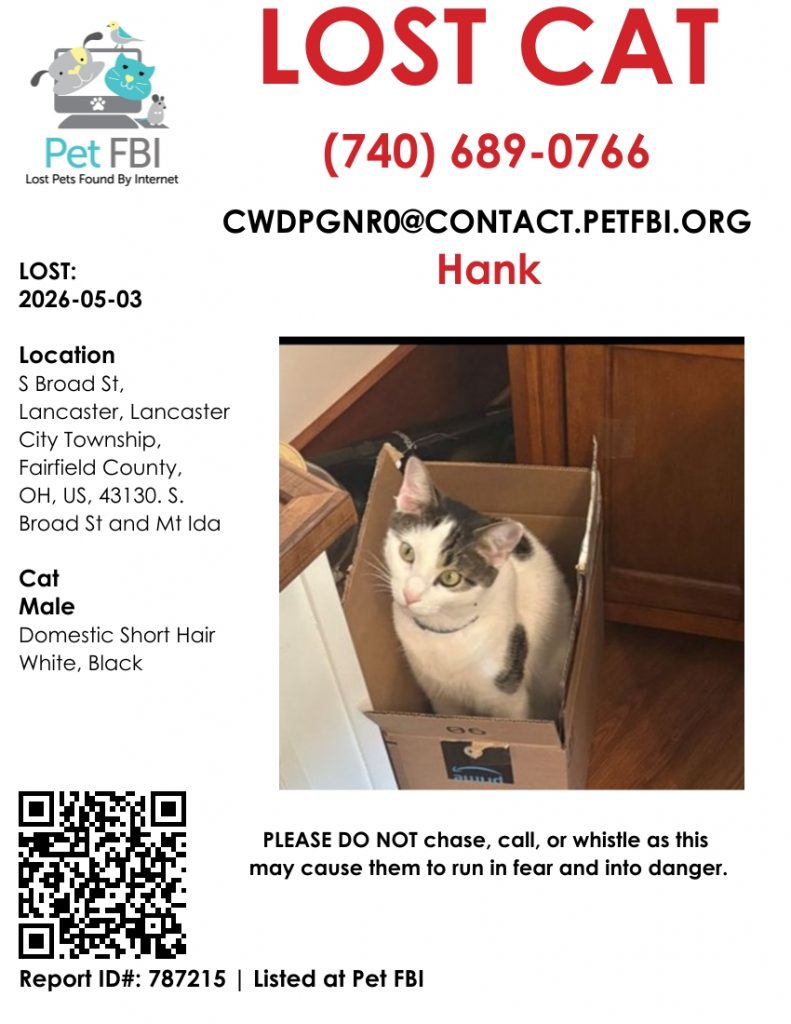 Hank, lost cat, short hair