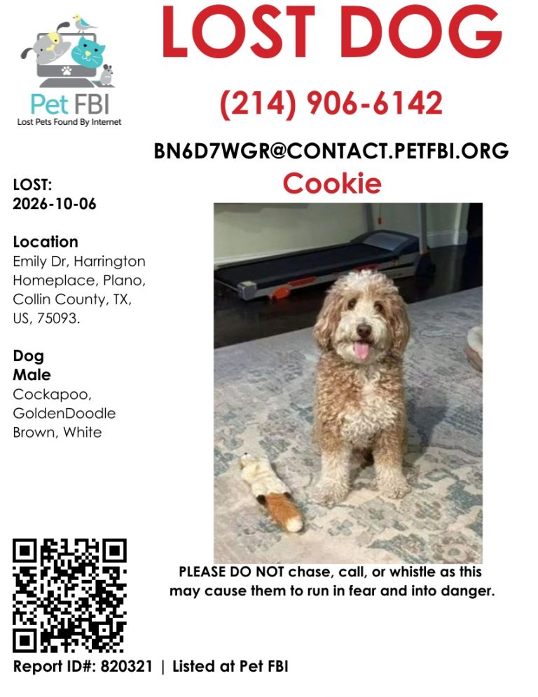 Cookie, lost dog, Golden Doodle