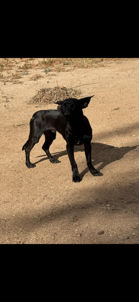 Mako, lost dog, Chihuahua Mix