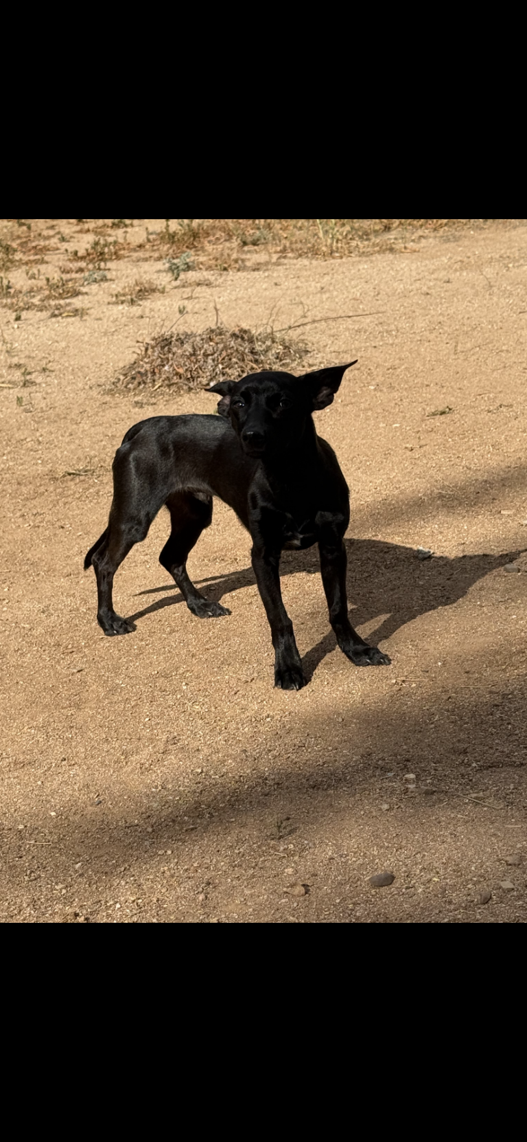 Mako, lost dog, Chihuahua Mix