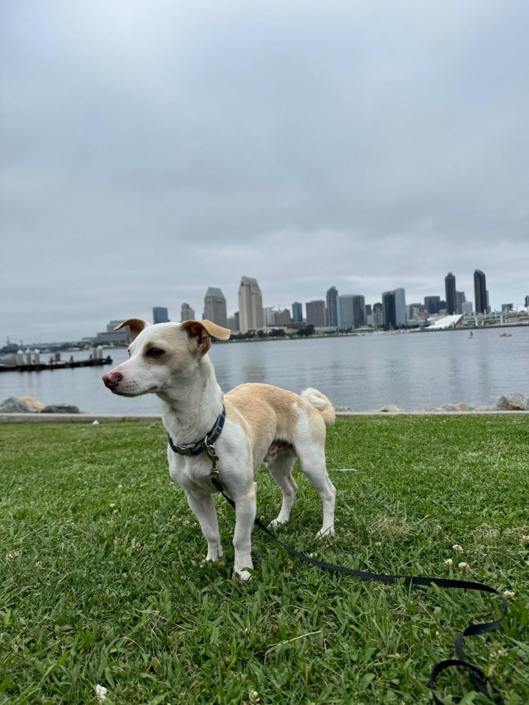 Maverick, lost dog, chihuahua mix