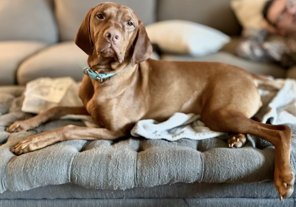 Memphis, lost dog, Vizsla