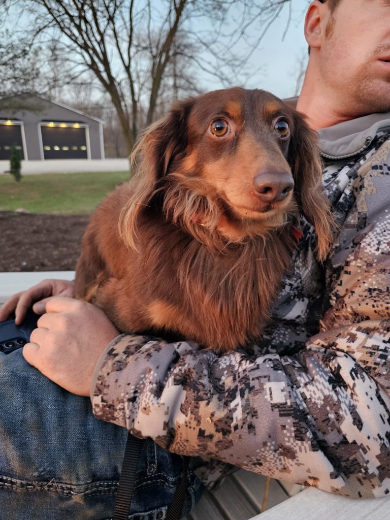 Milo, lost dog, Dachshund