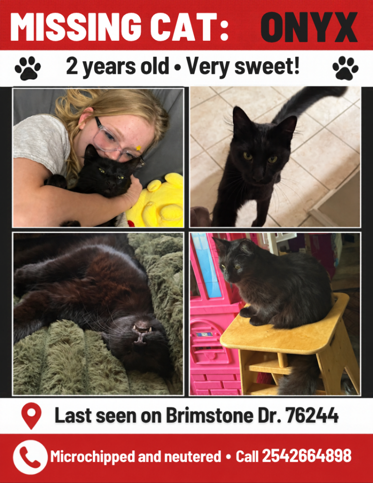 Onyx, lost cat, Domestic long hair