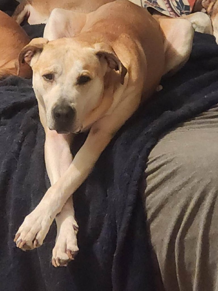 Moose, lost dog, Lab