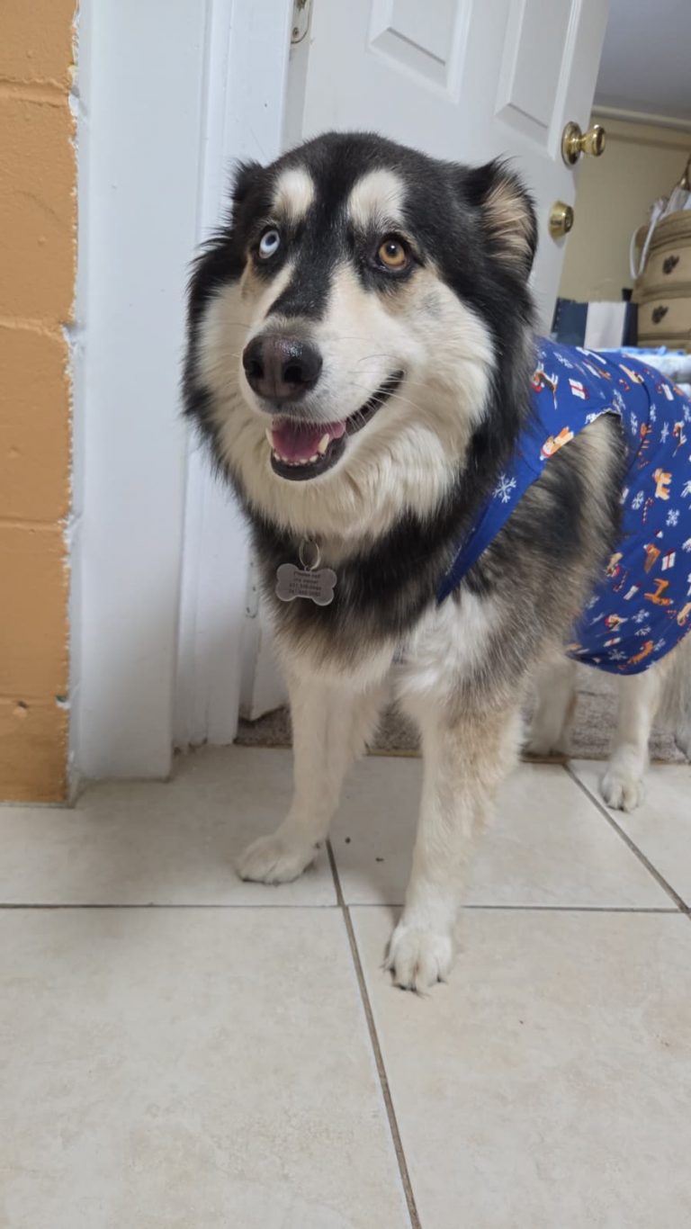 Nushka, lost dog, Husky