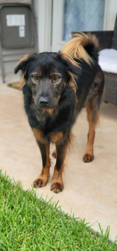 Xena, lost dog, Chow chow & rotweilller