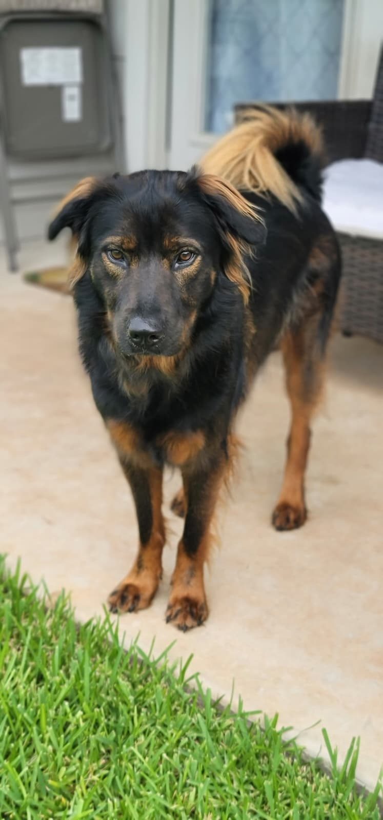 Xena, lost dog, Chow chow & rotweilller