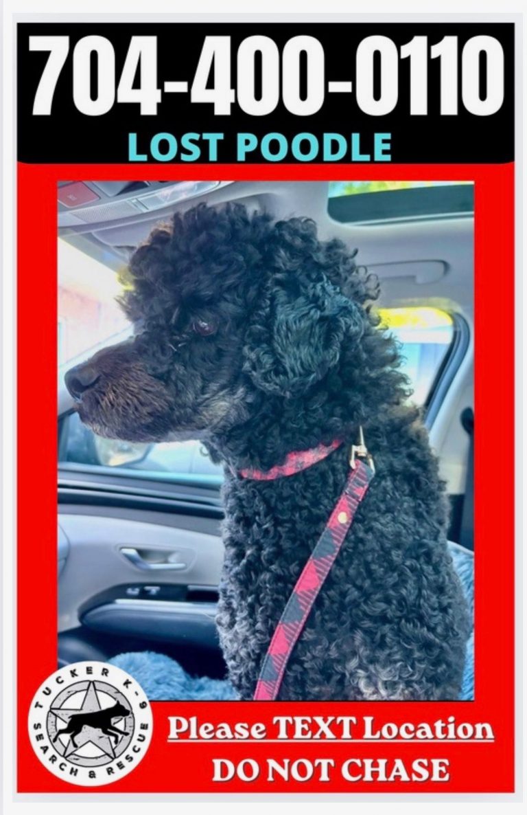 Brodie, lost dog, poodle