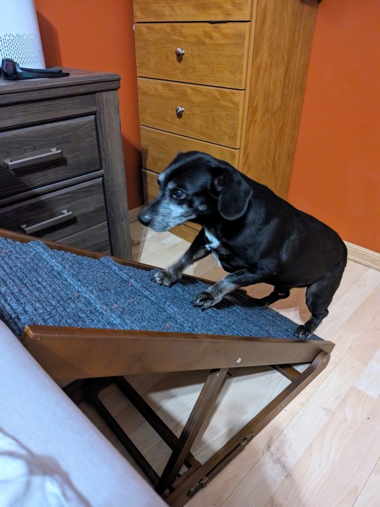 Trigger, lost dog, Mix