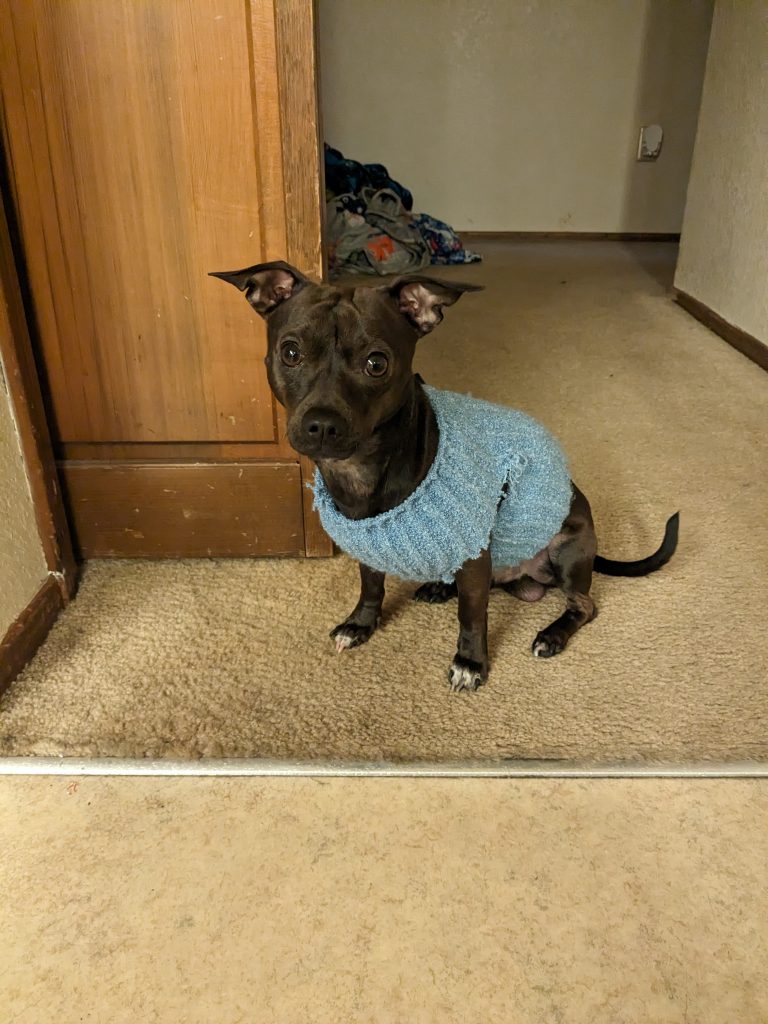 Bruno, lost dog, Chihuahua