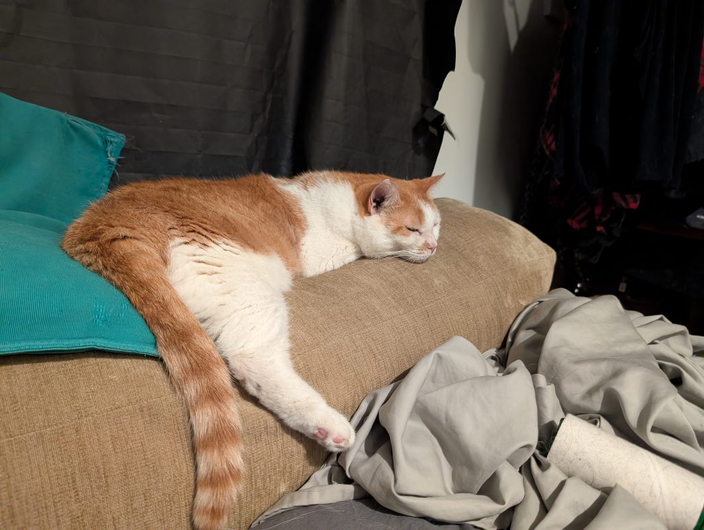 Rhonda, lost cat, short hair