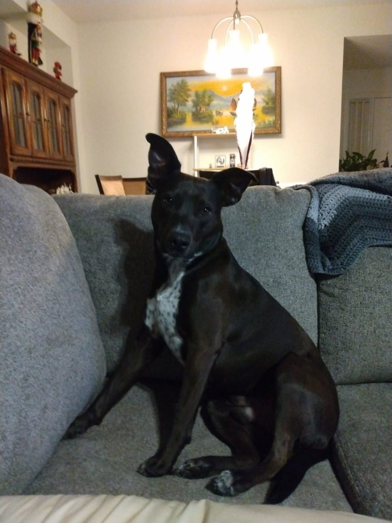 Midnight, lost dog, Australian Cattle Dog Mix