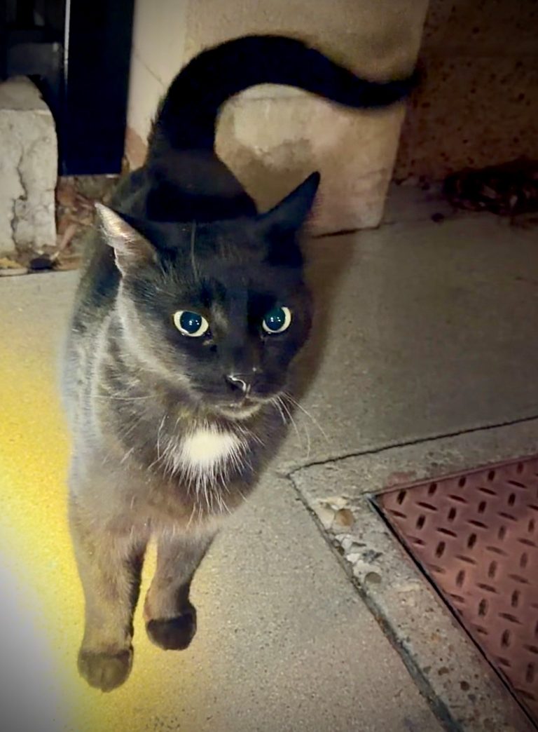 Precious, lost cat, Domestic Short Hair