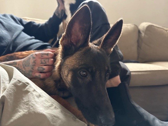 Rikka, lost dog, Belgium Malinois