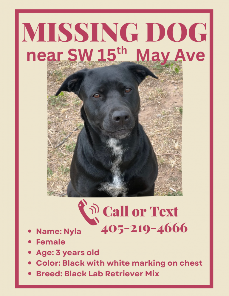 Nyla, lost dog, Black lab retriever mix