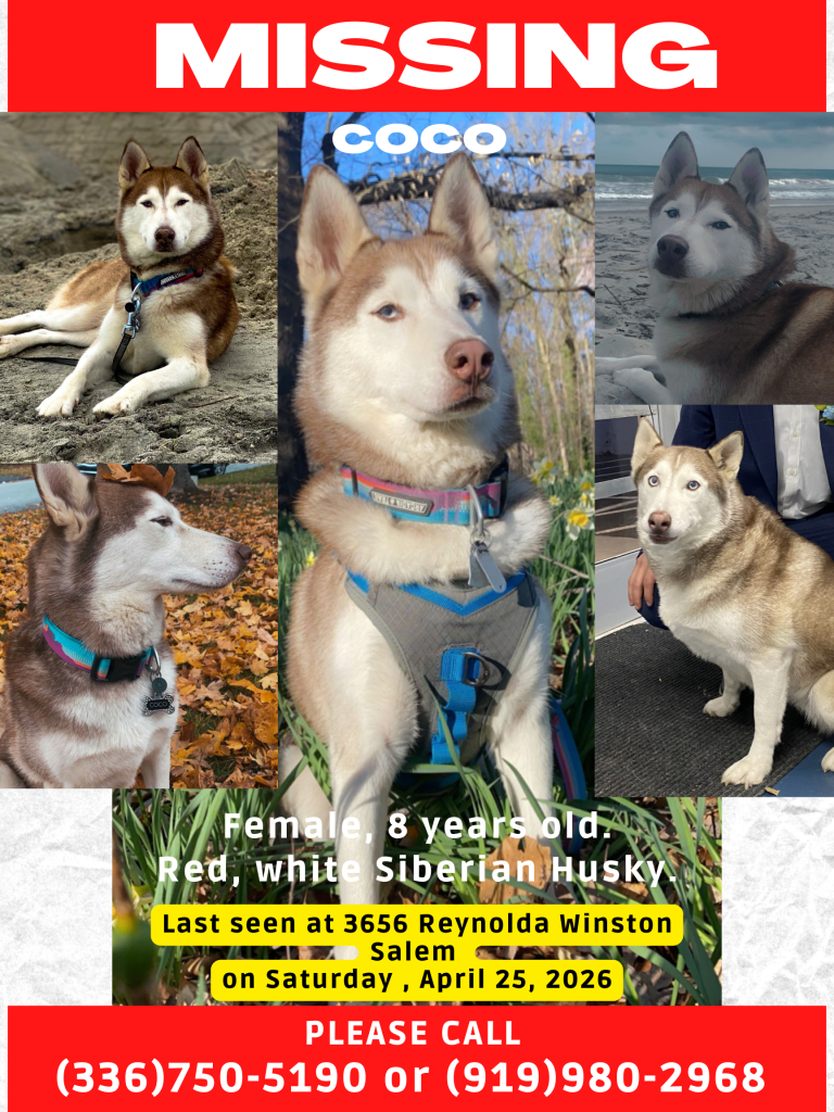 Coco, lost dog, Siberian husky