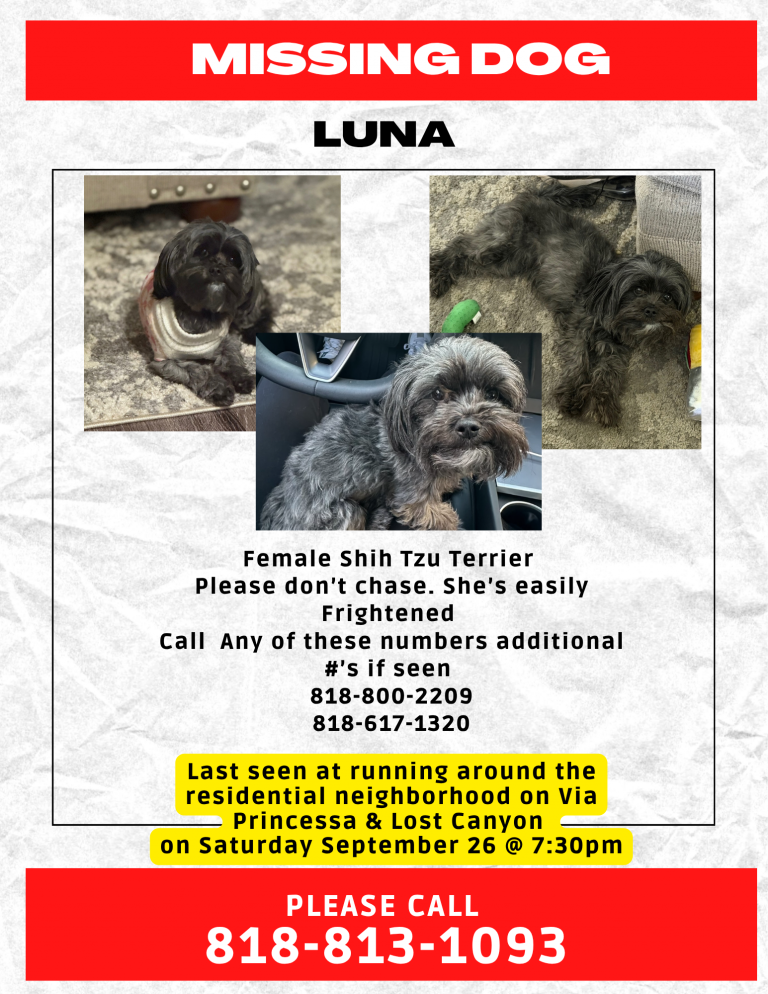 Luna, lost dog, Yorkshire terrier & Shihtzu