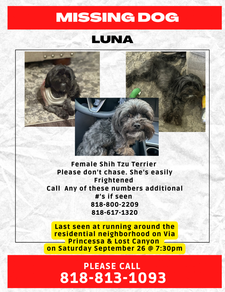 Luna, lost dog, Yorkshire terrier & Shihtzu