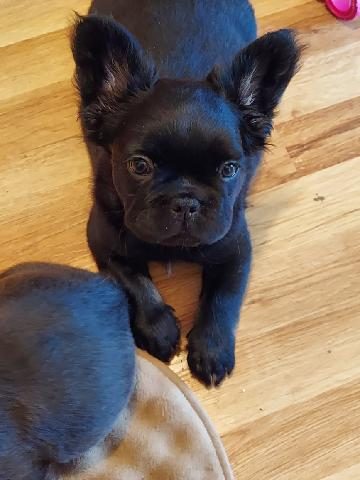 Beauty, lost dog, French nlldog