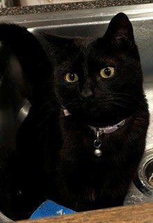 Scarlet, lost cat, Short hair domestic