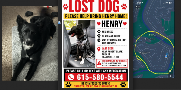 Henry, lost dog, mix