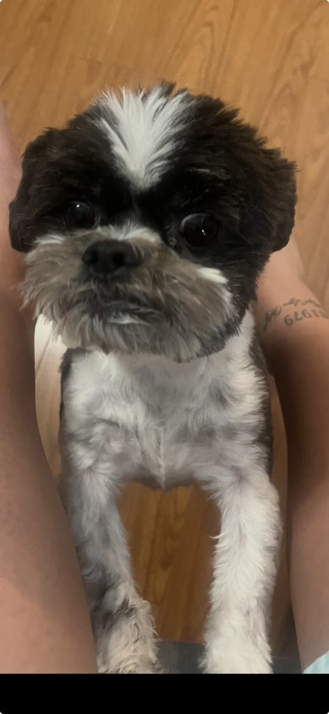 Mosho, lost dog, Shih Tzu