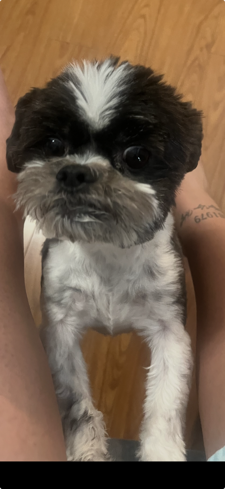 Mosho, lost dog, Shih Tzu