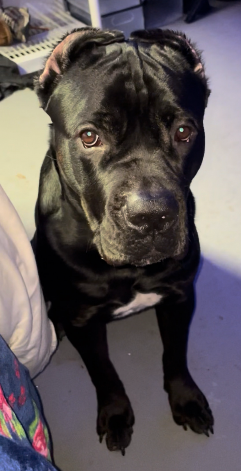 Zeus, lost dog, Cane Corso