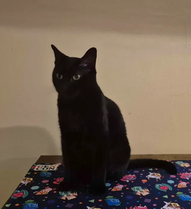Rhea, lost cat, DSH