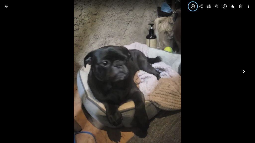 Chiquita, lost dog, pug