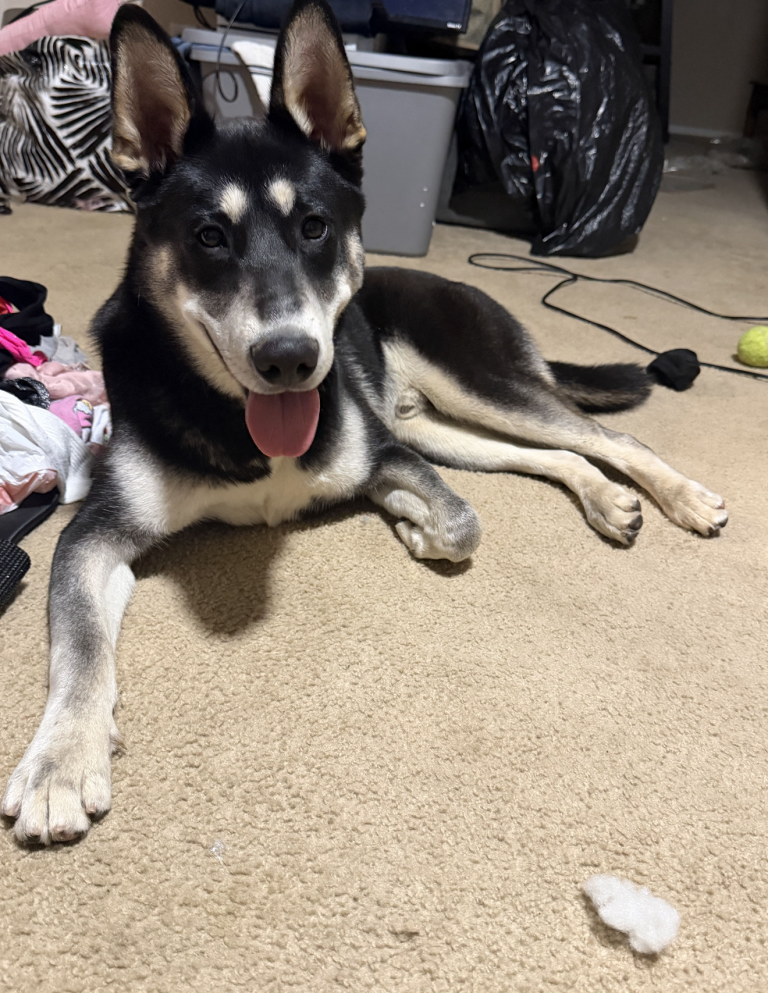 Stax, lost dog, Husky/shepard