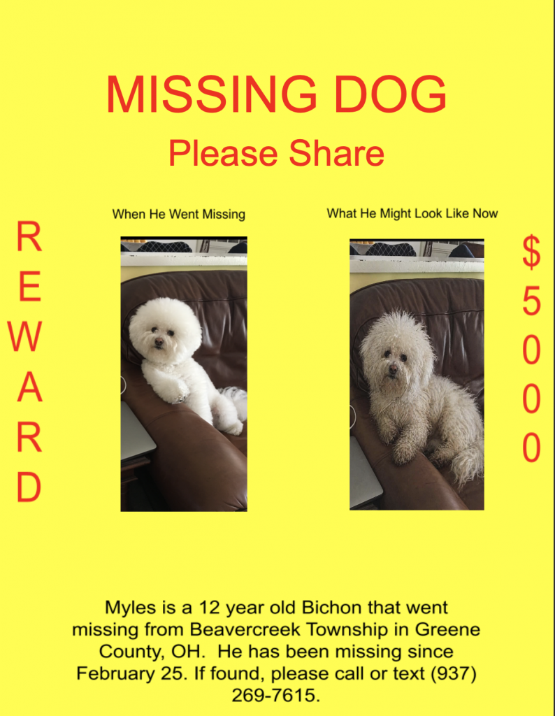 Myles, lost dog, Bichon