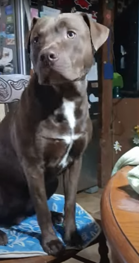 Moose, lost dog, Pitt bull