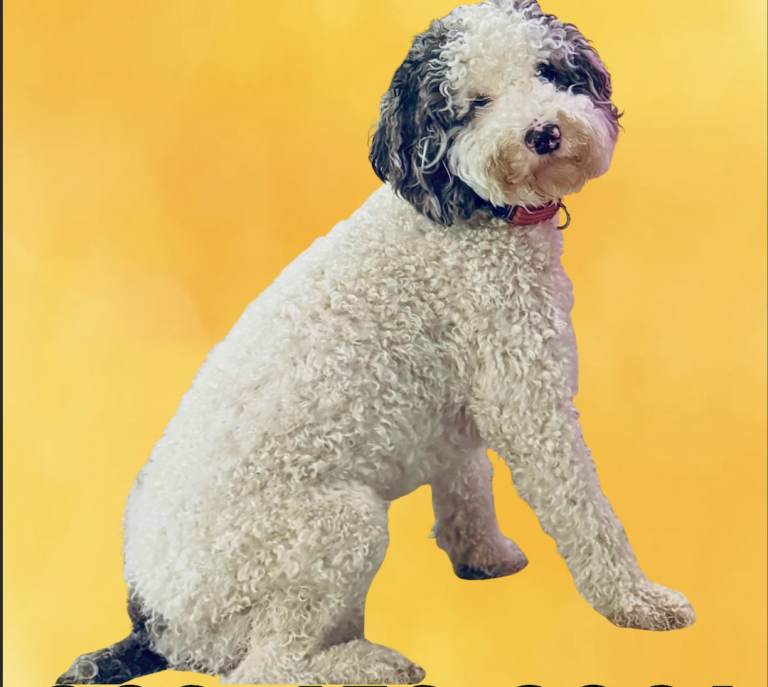 August, lost dog, Golden Doodle