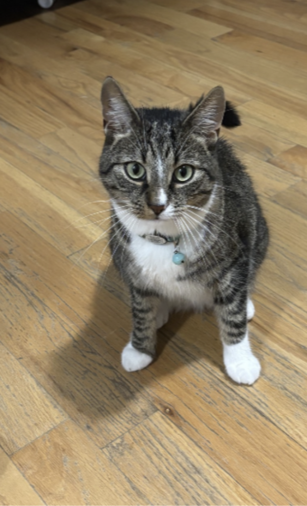 Thunder, lost cat, Shorthair