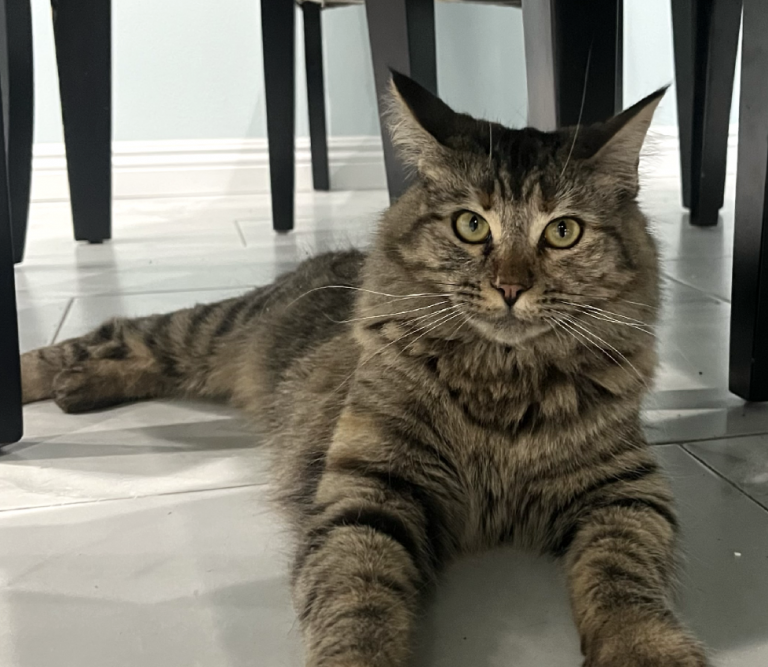 Jelly, lost cat, Domestic Shorthair