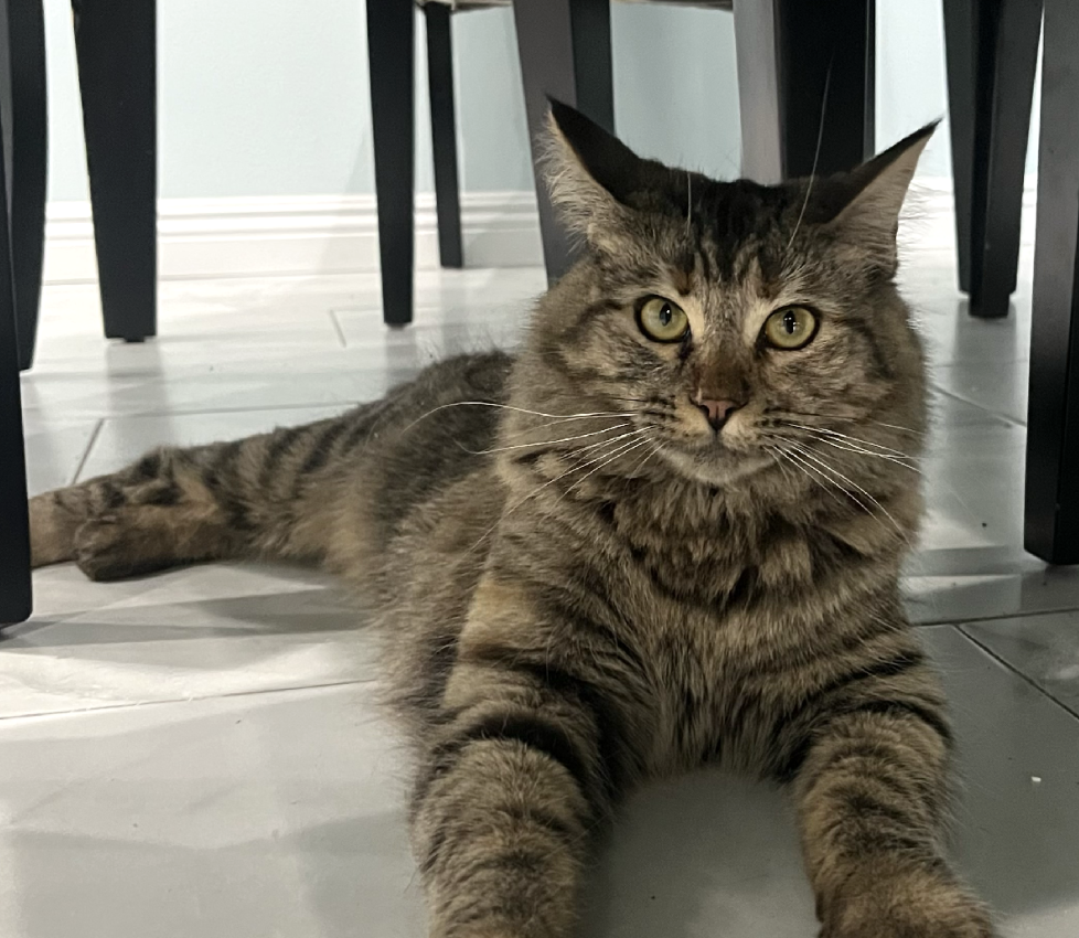 Jelly, lost cat, Domestic Shorthair