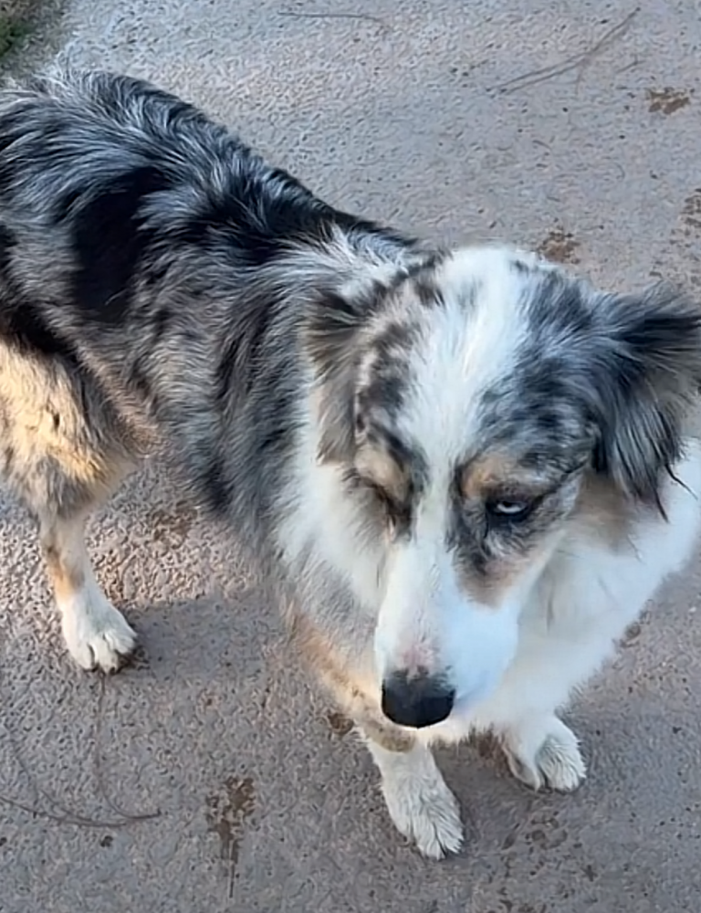 Laia, lost dog, Australian shepherd