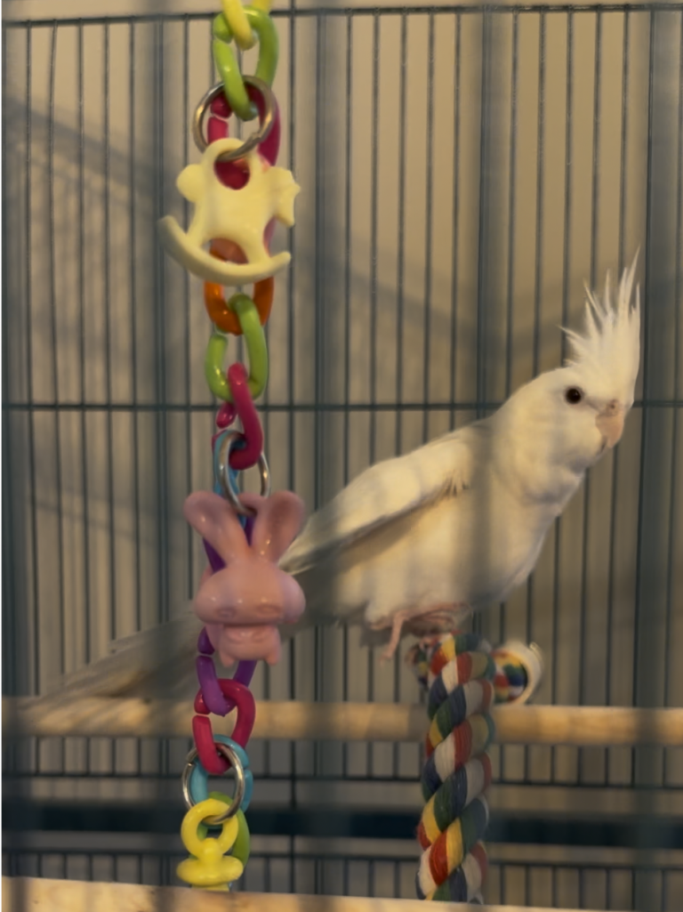 Flour, lost bird, cockatiel