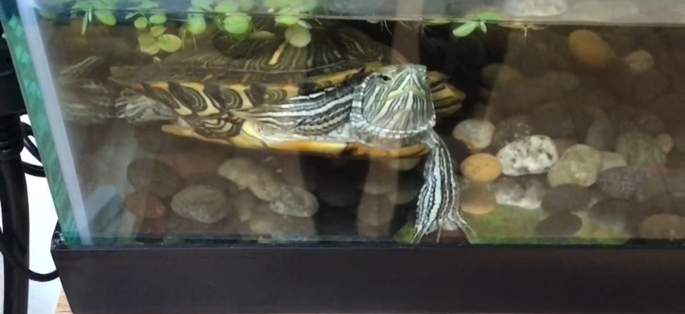 Shelldon, lost other, Red Eared Slider Turtle