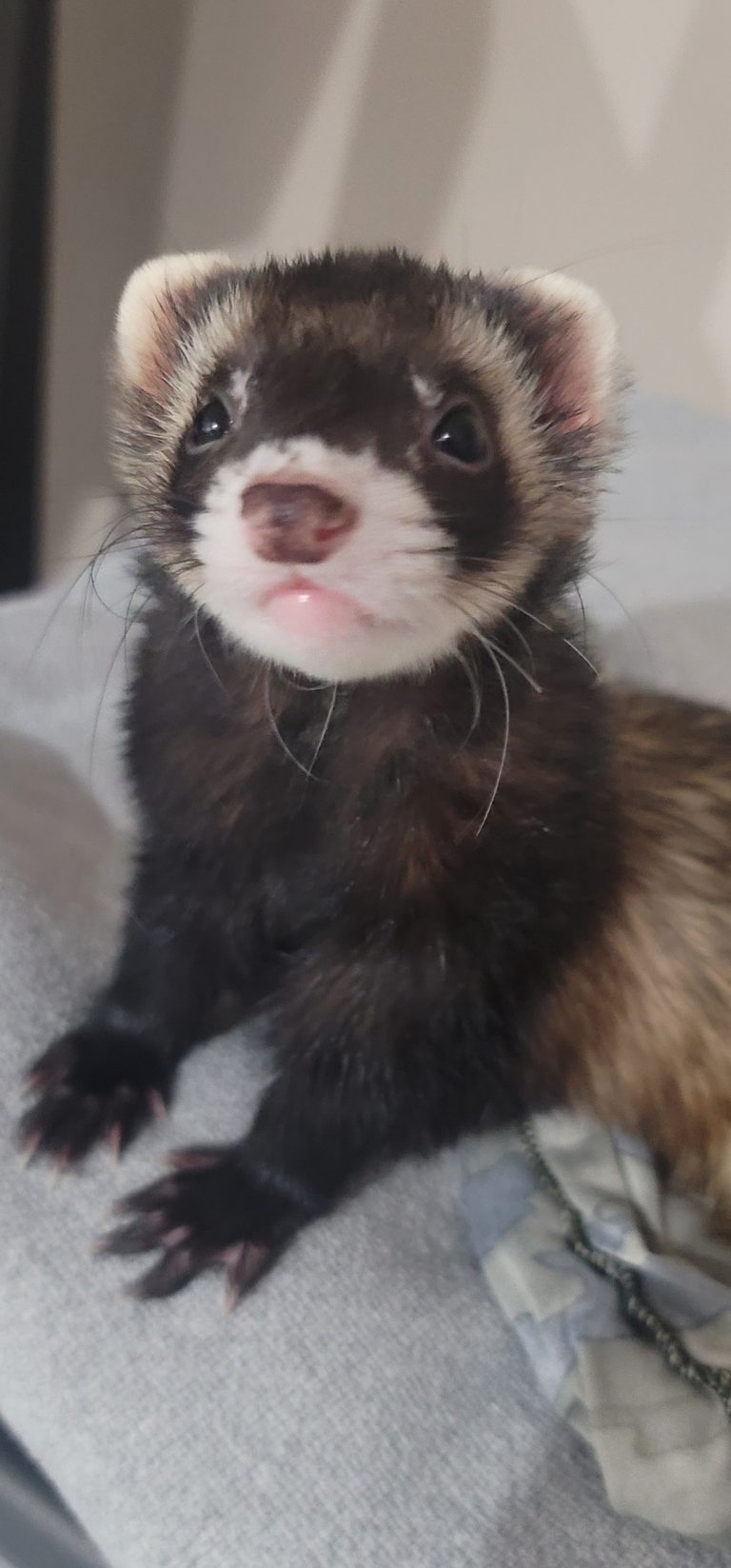 Cookie, lost other, Short