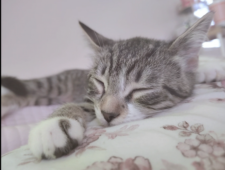 Gus, lost cat, Shes a white n grey cat