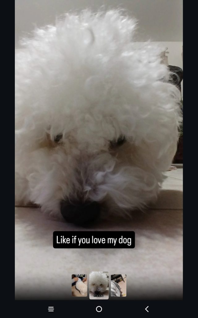 Teddy, lost dog, Bichon Frise