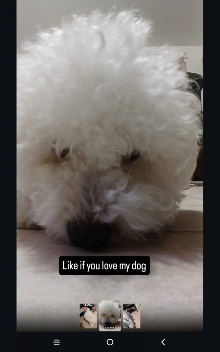 Teddy, lost dog, Bichon Frise